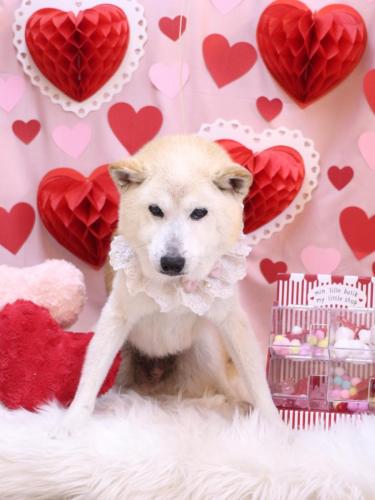 20240227シバタくん